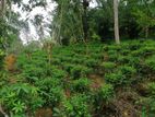Tea Land With House for Sale in Walahanduwa-Galle (SSPH-225)