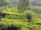 Tea Land with House for Sale Kuruwita