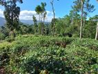 Tea Land for Sale Gampola