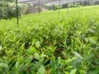තේ පැල