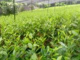 තේ පැල
