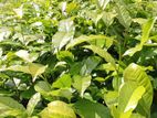Tea Plants