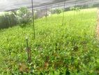 Tea Plant