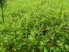 Tea Plant