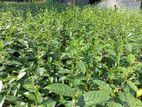 Tea Plant