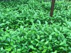 Tea Plant