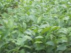 Tea Plant
