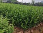 Tea Plant