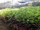 Tea Plant තේ පැළ