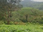 Tea Plantation Land for Sale - Kalawana
