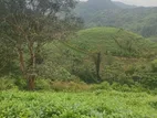 Tea Plantation Land for Sale - Kalawana
