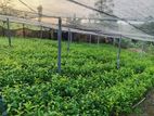 Tea Plants