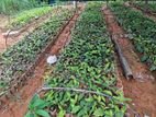 Tea Plants