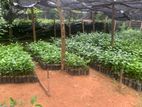 Tea plants