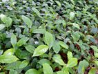 Tea Plants