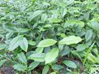 Tea Plants