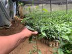 Tea Plant