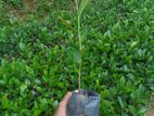 Tea Plants