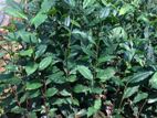 Tea Plants