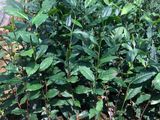 Tea Plants