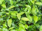 Tea Plants තේ පැළ විකිණීමට