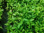 Tea plants (තේ පැල)