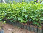 Tea Plants - තේ පැ​ල