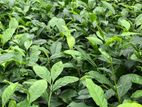 Tea Plants