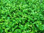 Tea Plants- තේ පැළ