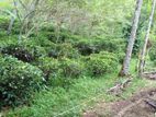 Tea with Mixed Crop Estate Bordering water stream for Sale Mathugama