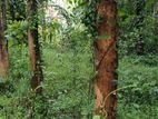 Teak and Attonia Trees for Sale Minuwangoda
