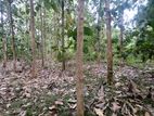 Teak Land For Sale In Ambalantota