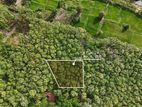 Teak Land for Sale Near Malwathu Oya – Anuradhapura