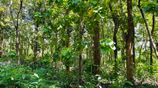 Teak Land for Sale Udawalawa