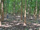 Teak Land for Sale Embilipitiya