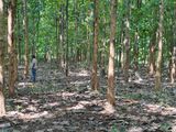 Teak Land for Sale Embilipitiya