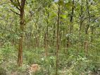 Teak Land With Matured Trees