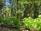 Teak Land for Sale Embilipitiya