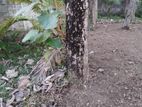 Teak trees