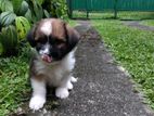 Tibetan Terrier Puppy