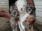 Tebetean Terriyer Puppies