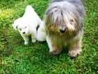 Terrier Puppy