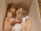 Teddy Bear Hamster