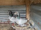 Pigeon