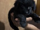 Terrier Puppy
