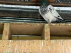 Teddy Male Pigeon