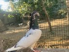 Pigeons