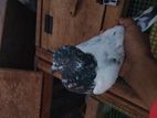 Pigeons