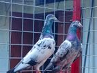 Teddy Pigeon Pair