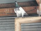 Teddy Pakistan Pigeon